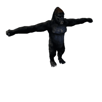 Gorilla_Cartoo_FV_RM_HP (Mat1)